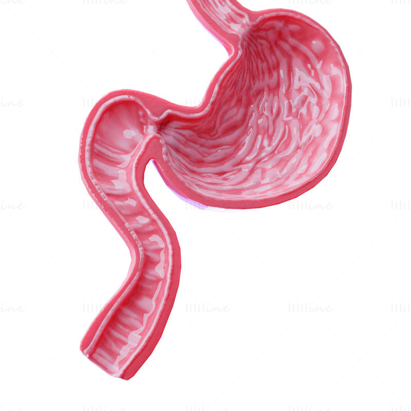 胃の断面解剖学 3Dモデル