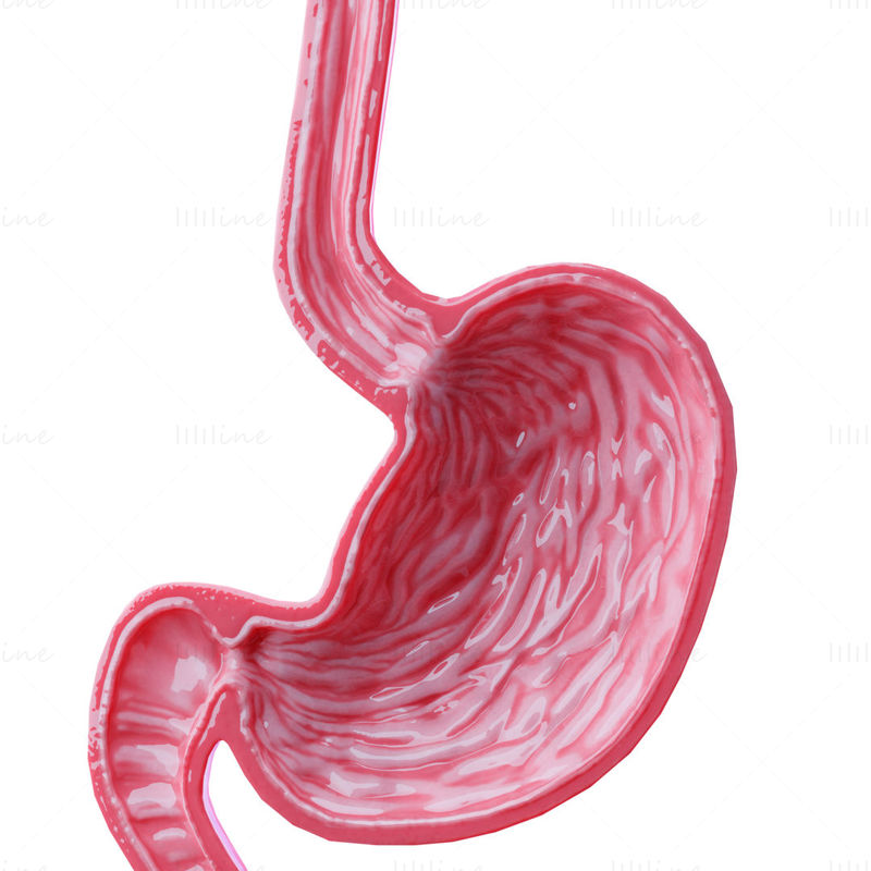Stomach Cross Sectional Anatomy 3D Model