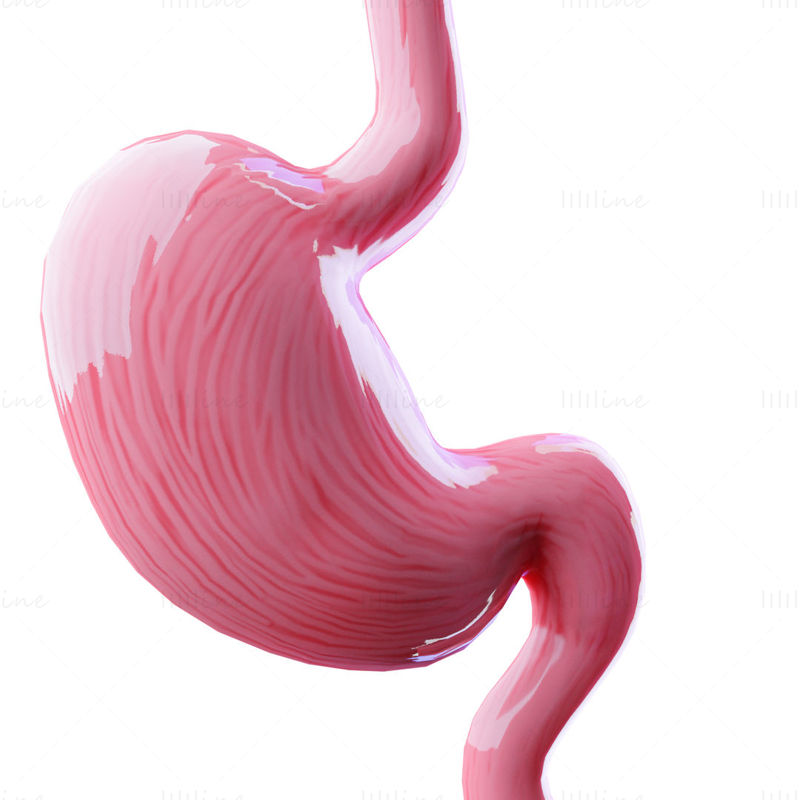 胃の断面解剖学 3Dモデル