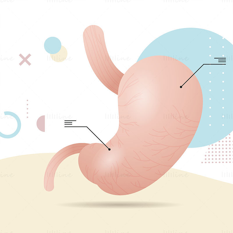 Ilustración de vector médico de ciencia del estómago