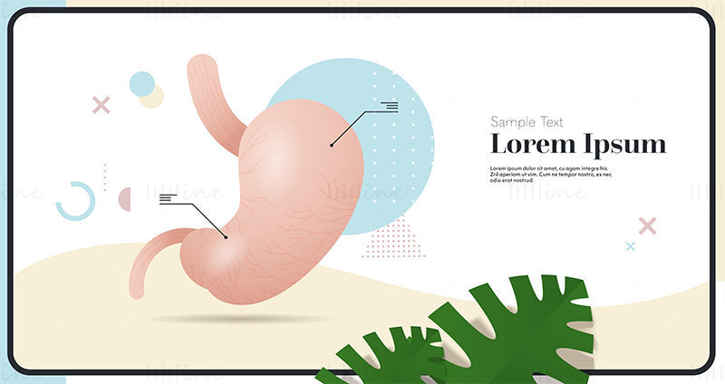 Ilustración de vector médico de ciencia del estómago