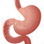 Stomach vector