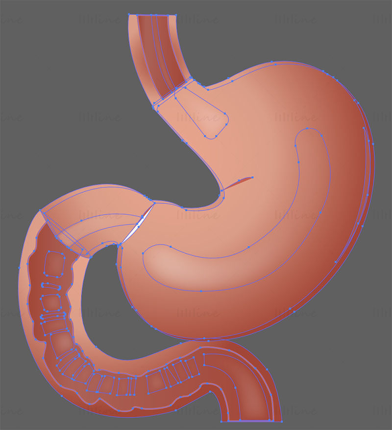 Stomach vector