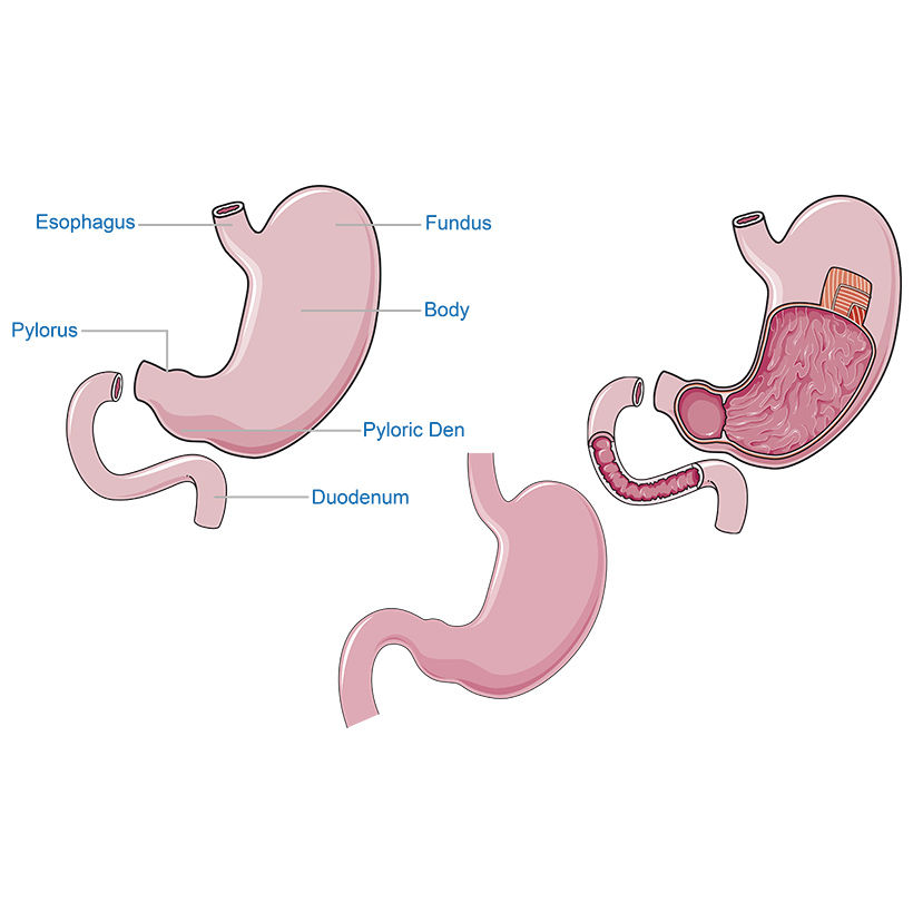 Stomach Esophagus, Pylorus, Fundus, Body, Pyloric Den, Duodenum vector