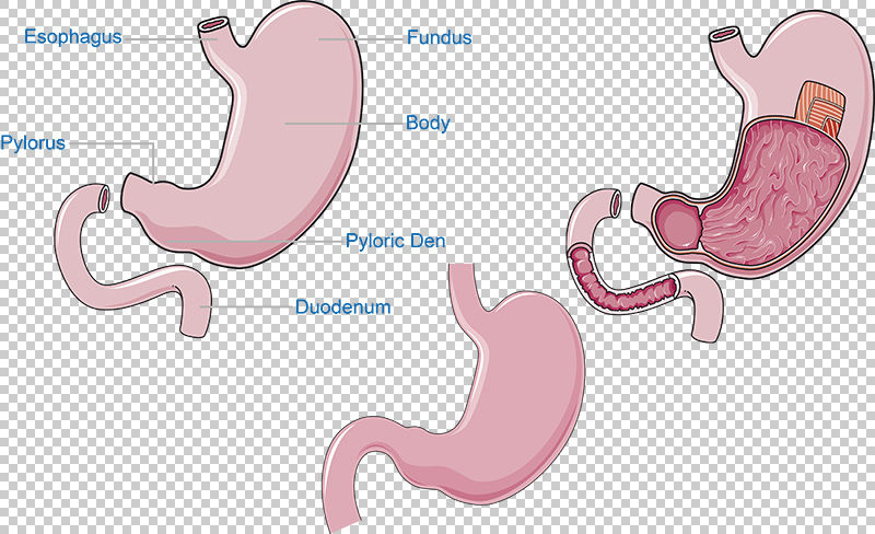 Stomach Esophagus, Pylorus, Fundus, Body, Pyloric Den, Duodenum vector