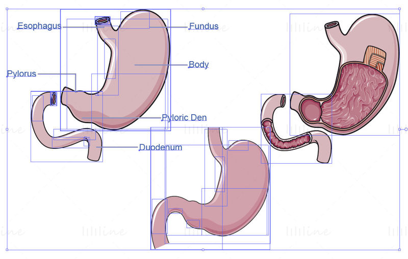 胃矢量图