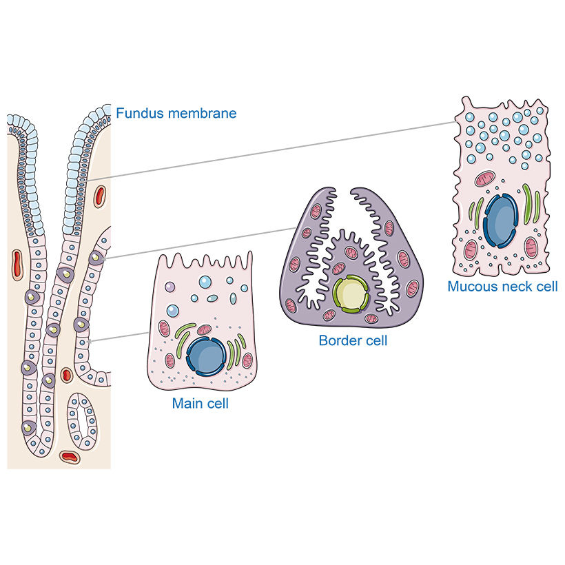 Stomach wall vector