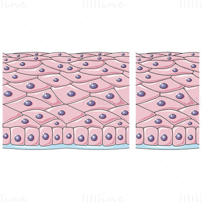 Ilustración científica del vector de epitelio escamoso estratificado