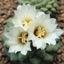 Strombocactus disciformis virágzó fotó