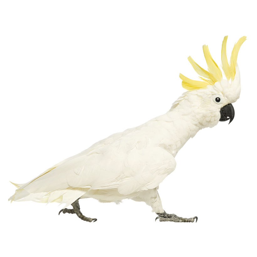 Sulphur-crested cockatoo (Cacatua galerita) transparent png