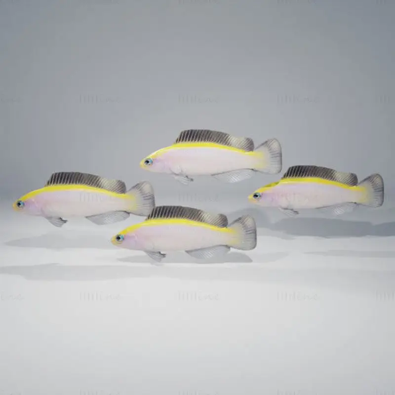 Sunrise Dottyback Fish 3D Model