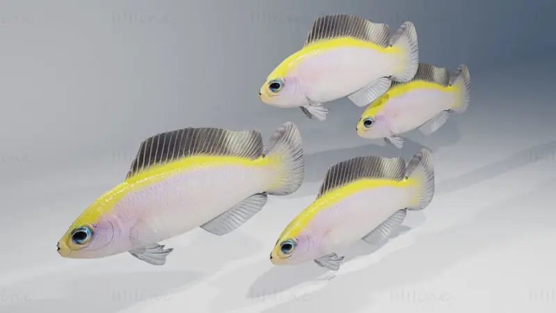 Sunrise Dottyback Fish 3D Model