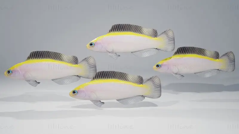 Sunrise Dottyback Fish 3D Model