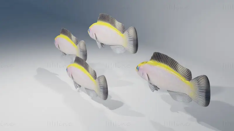 Sunrise Dottyback Fish 3D Model