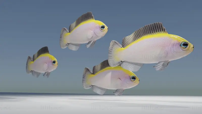 Sunrise Dottyback Fish 3D Model