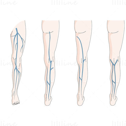 Superficial venous system vector