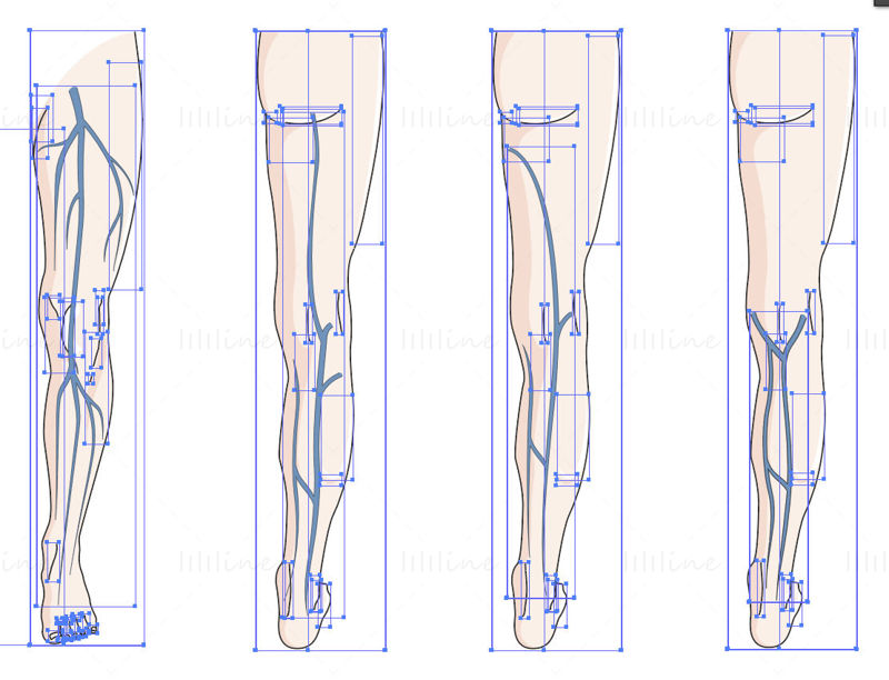 Superficial venous system vector