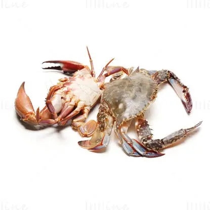 Swimming crab photo