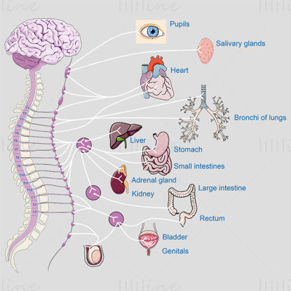 Ilustração científica vetorial do sistema nervoso simpático