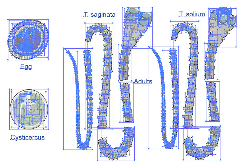 Taenia Vector Scientific Illustration