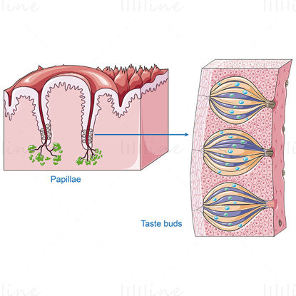 Taste - digestive system, vector