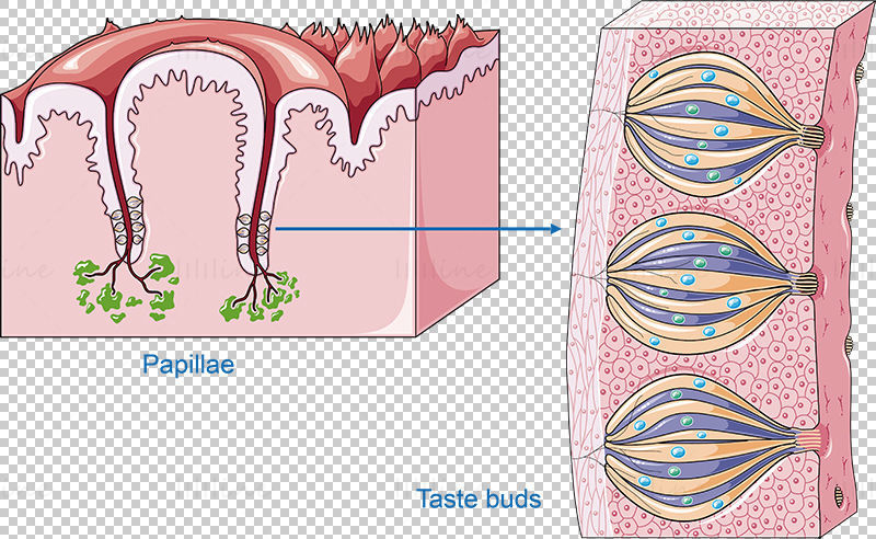 Taste - digestive system, vector