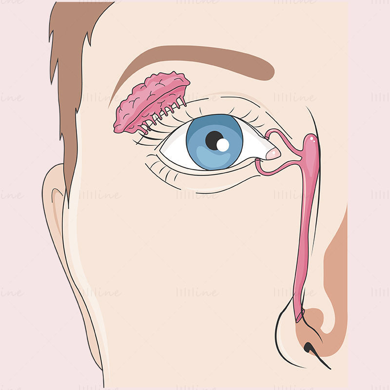 Ilustração vetorial do canal lacrimal