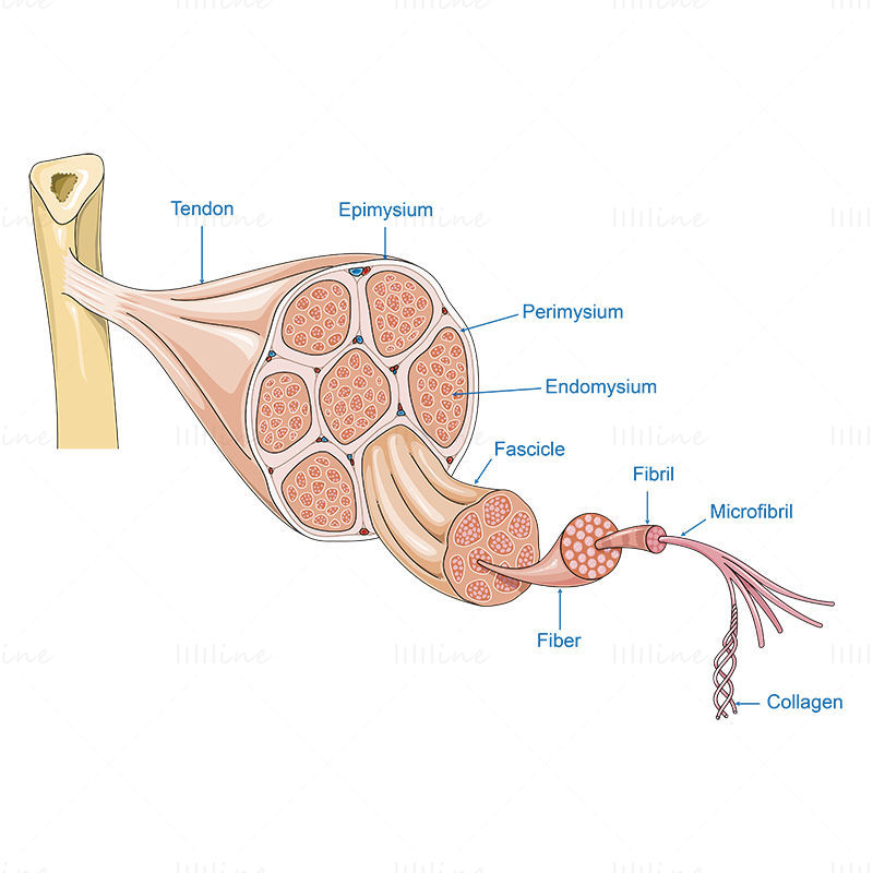 Векторна научна илюстрация на анатомия на сухожилията