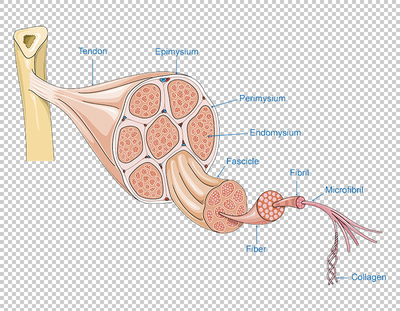 Tendon anatomy vector scientific illustration Biology Diagrams