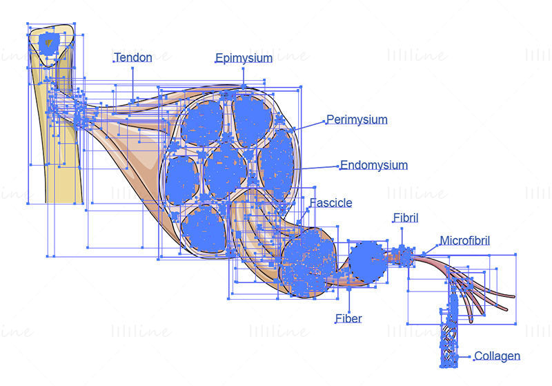 Illustrazione scientifica del vettore di anatomia del tendine