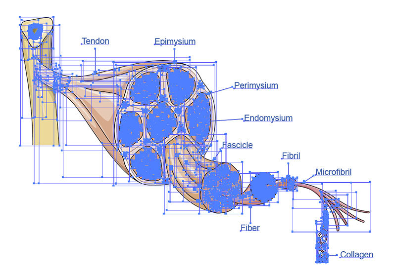 Tendon anatomy vector scientific illustration Biology Diagrams