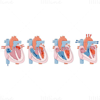 The cardiac cycle vector