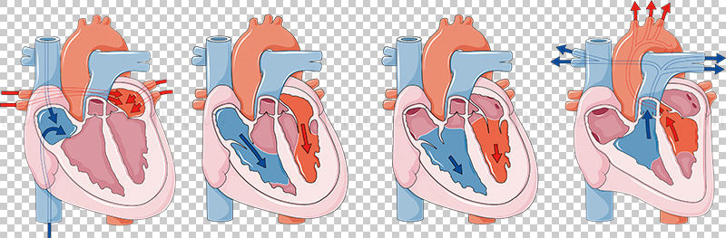 Vektor srdečního cyklu