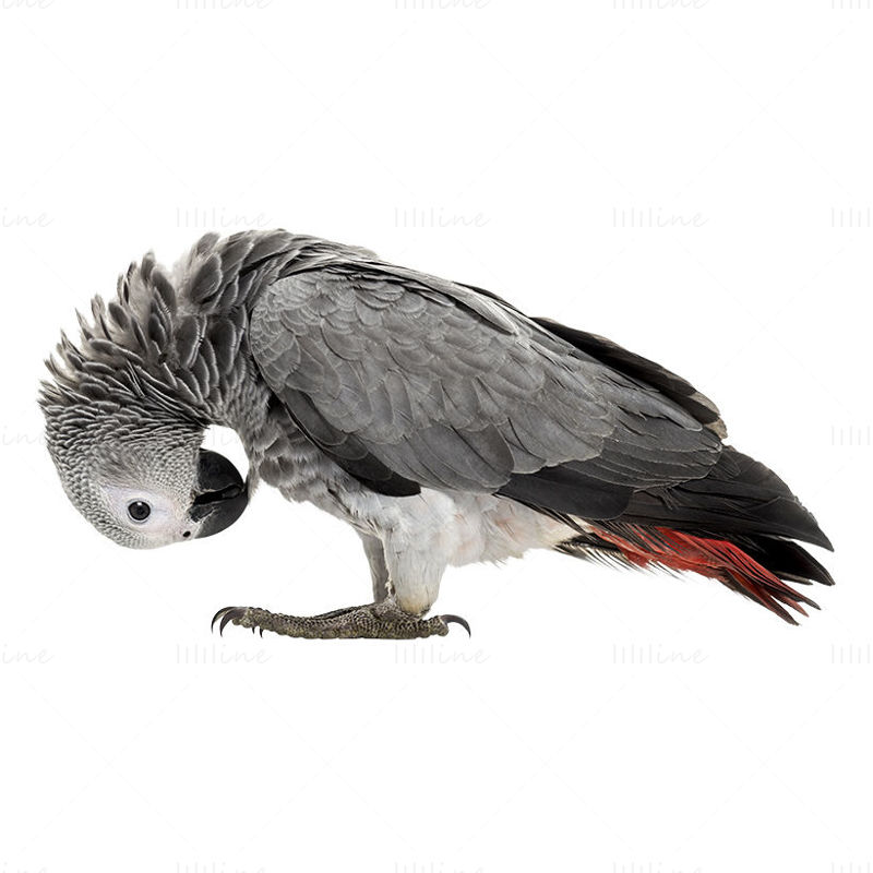 非洲灰鹦鹉PNG