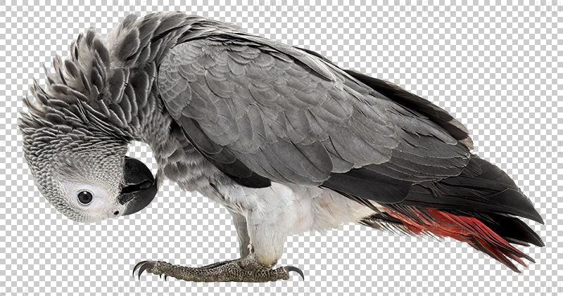非洲灰鹦鹉PNG