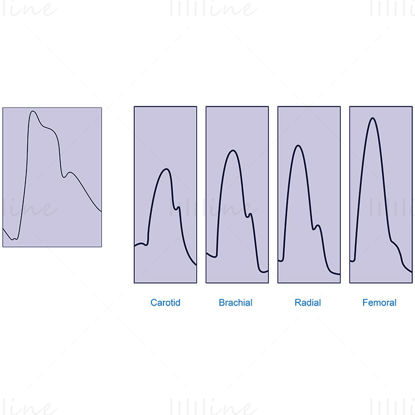 The normal arterial pulse vector illustration