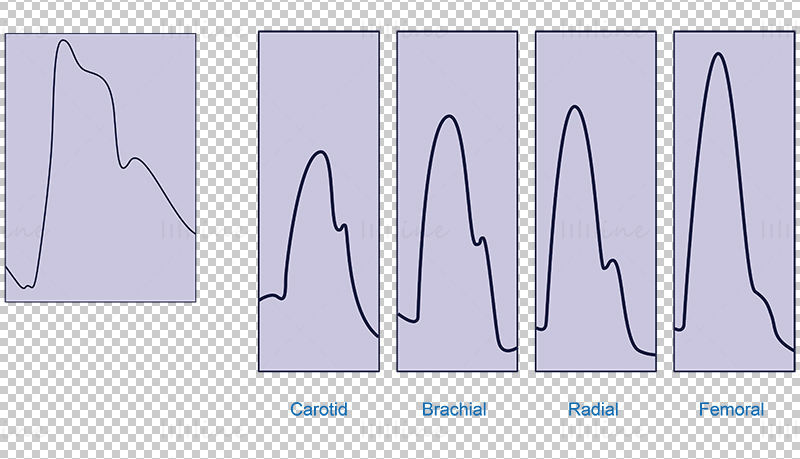 The normal arterial pulse vector illustration