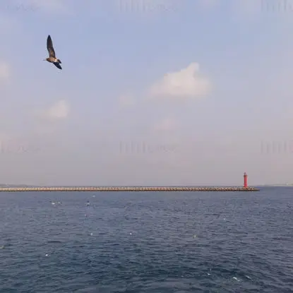 海と自由に飛び回る海鳥の写真