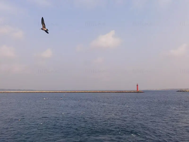 Photo de la mer et des oiseaux de mer en vol libre