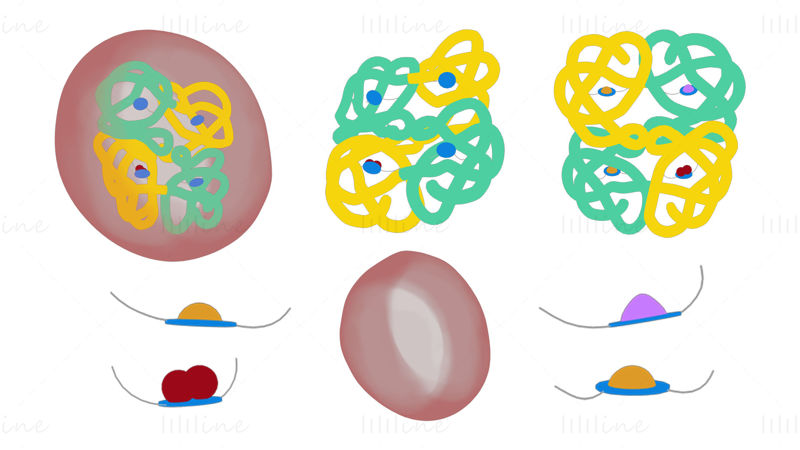 The Structure of Hemoglobin 3D Model