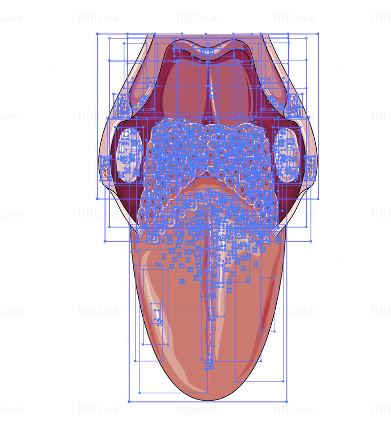 Tongue vector