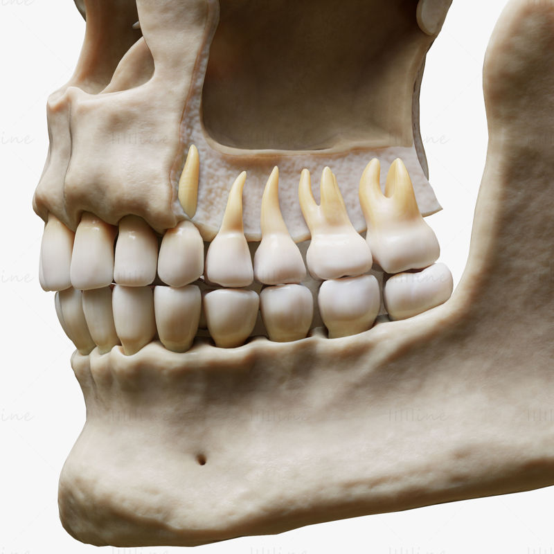 هيكل الأسنان نموذج تشريح العظام 3D
