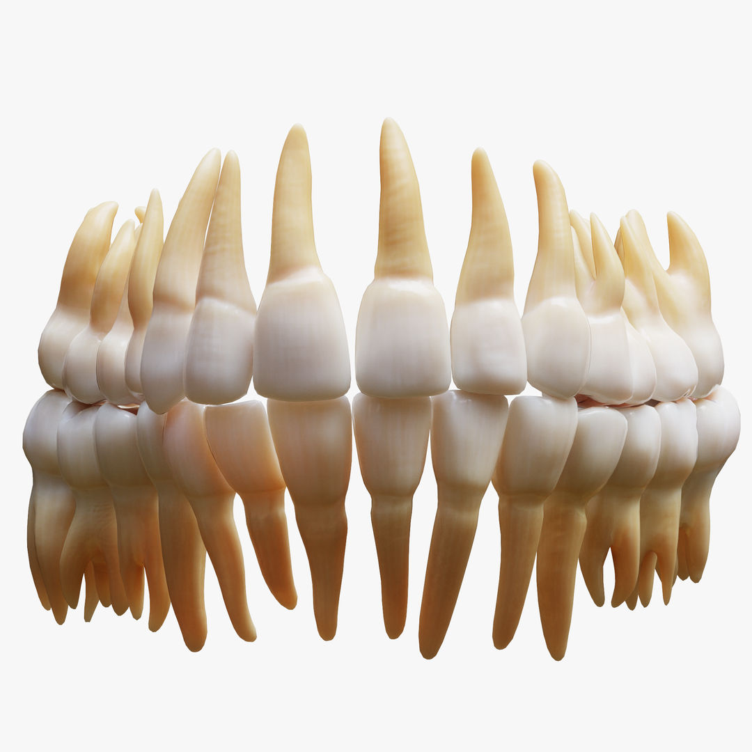 Tooth Structure Bone Anatomy 3D Model