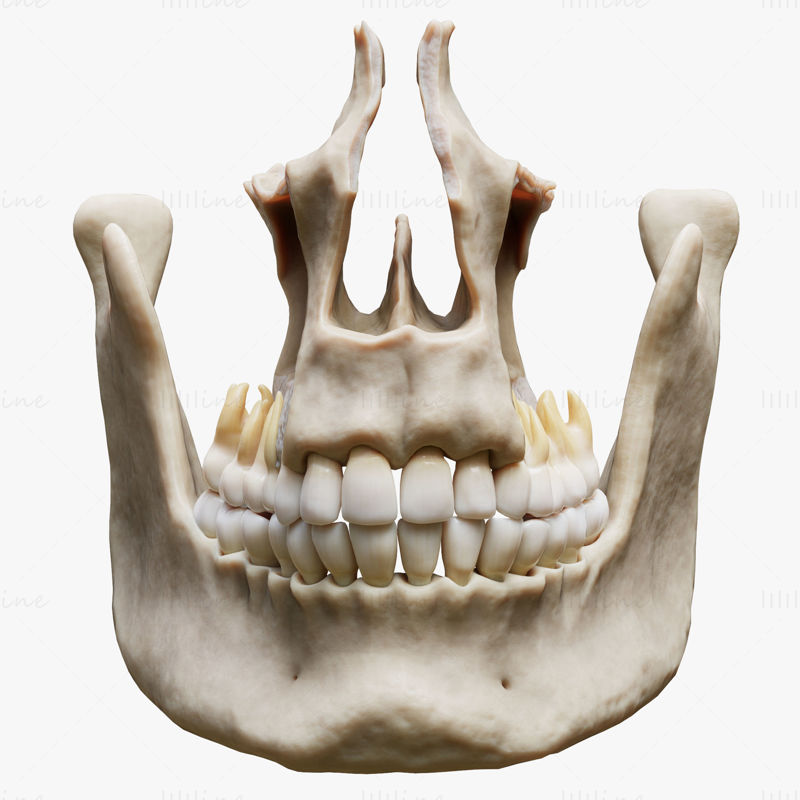 Modèle 3D d'anatomie osseuse de la structure dentaire