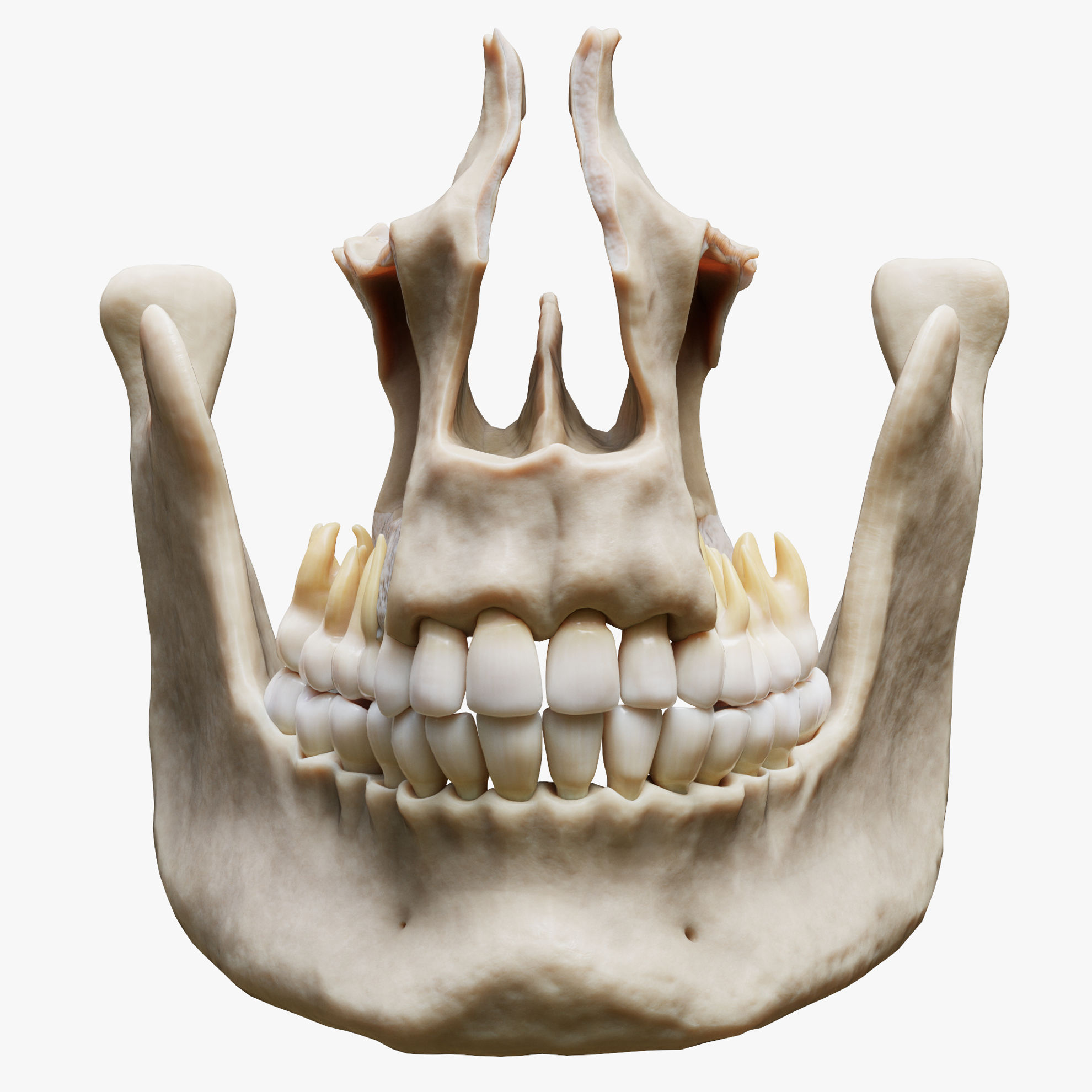 Tooth Structure Bone Anatomy 3D Model