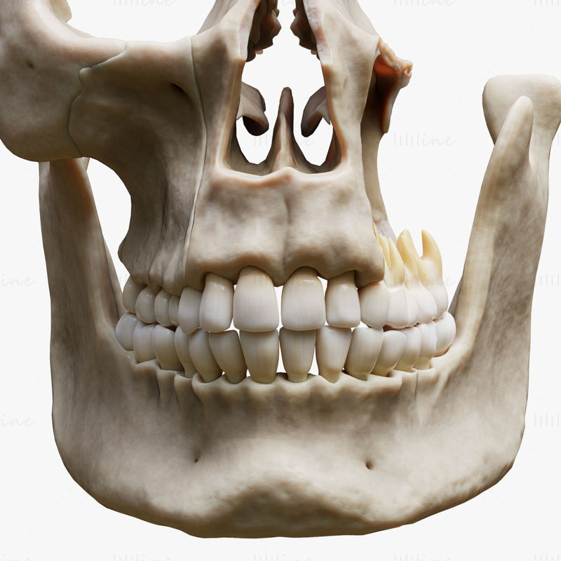 Modèle 3D d'anatomie osseuse de la structure dentaire