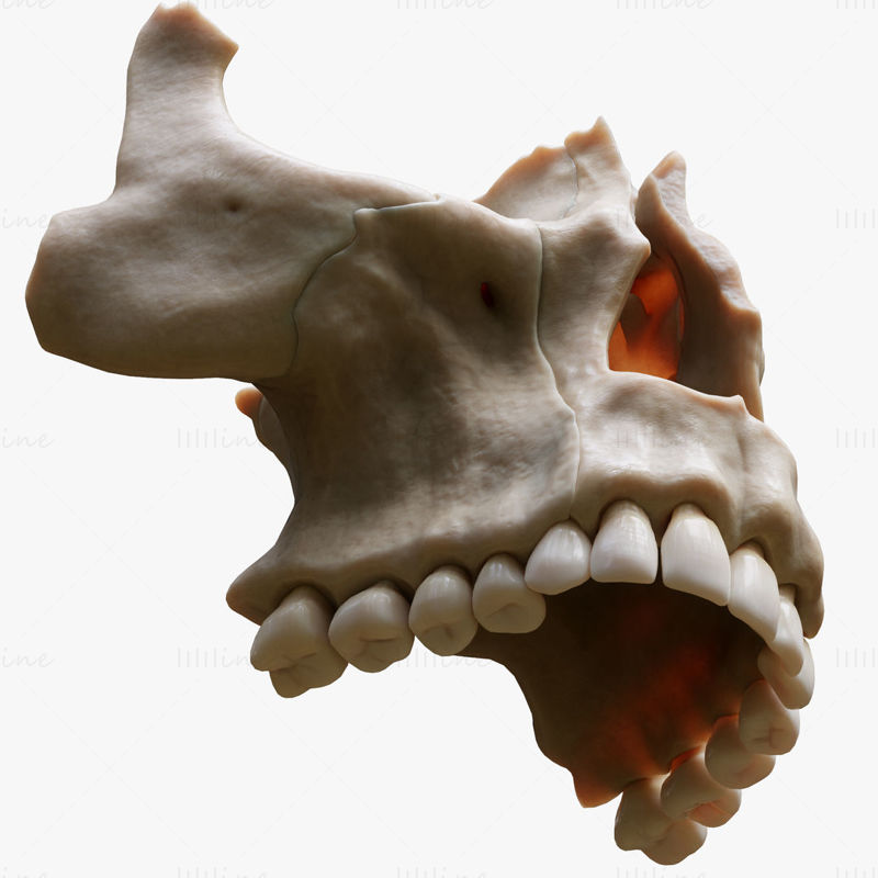 3D model anatomie kostní struktury zubu