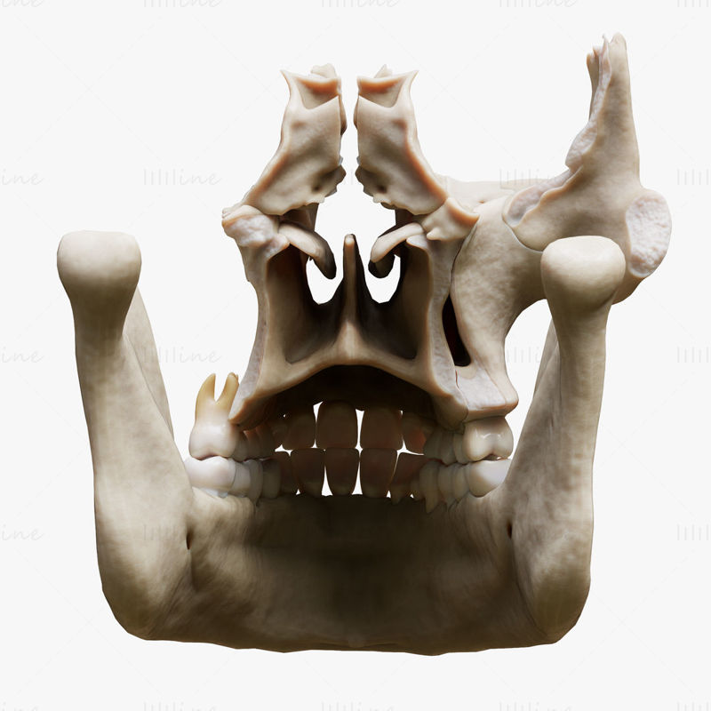 Tooth Structure Bone Anatomy 3D Model