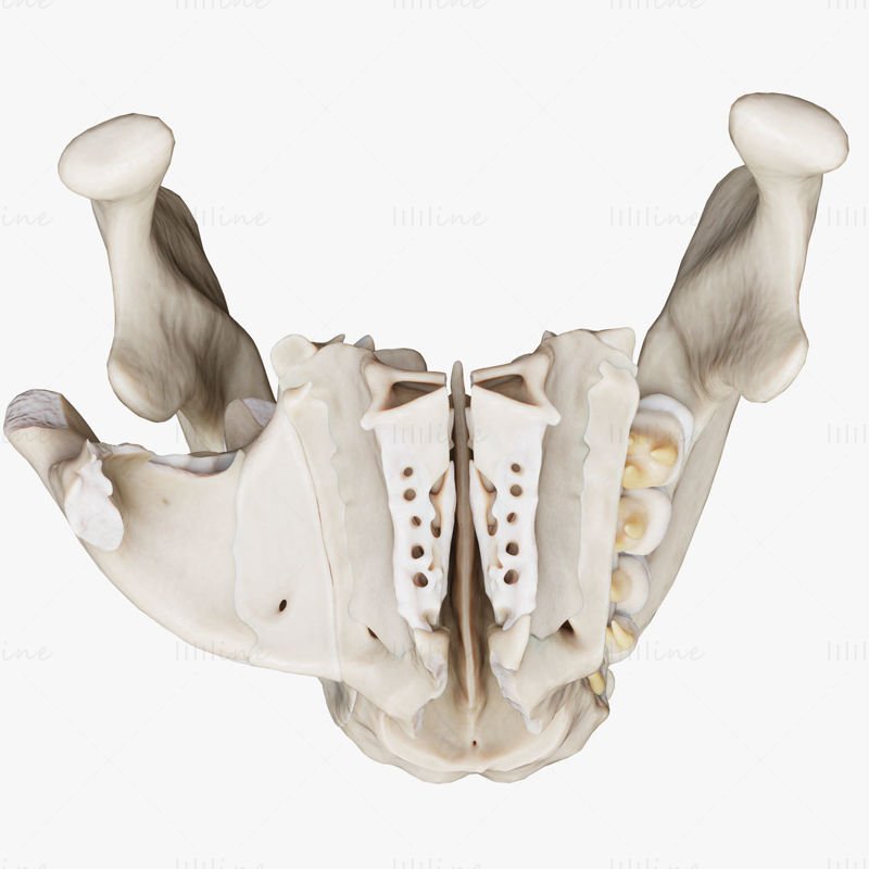 Fogszerkezet csontanatómia 3D-s modell