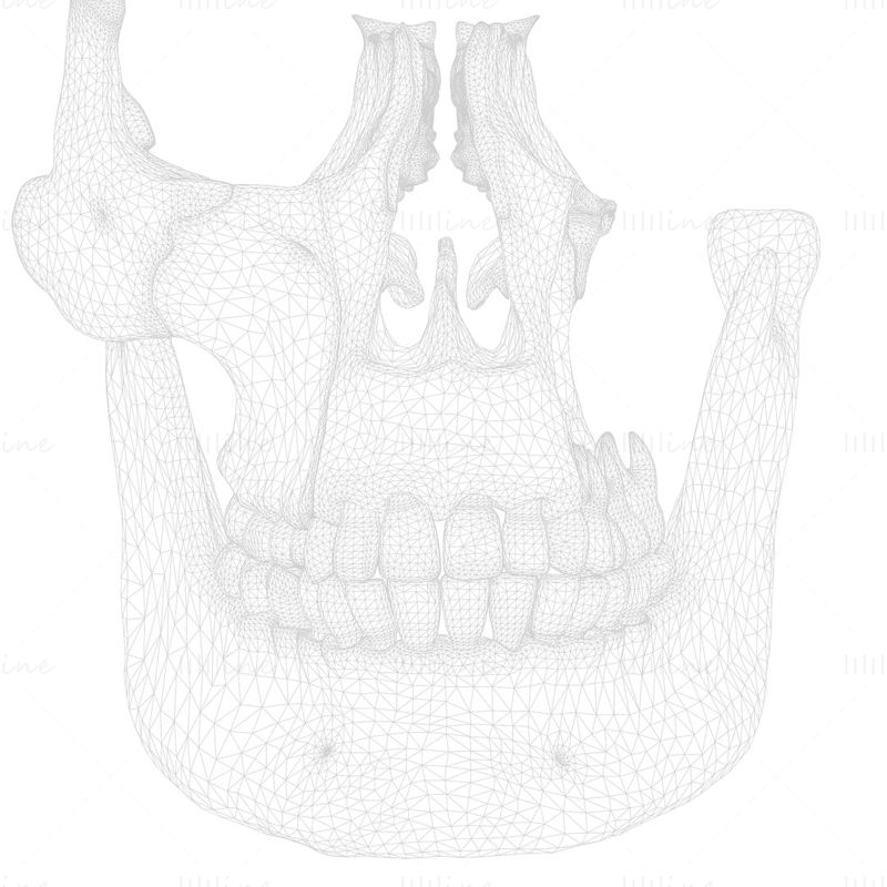 3D model anatomie kostní struktury zubu
